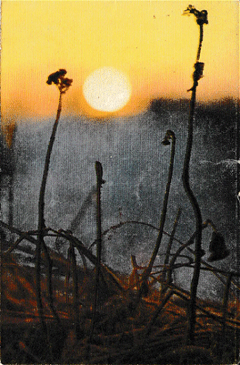 TH-Koenen-1910-1974-a.gif